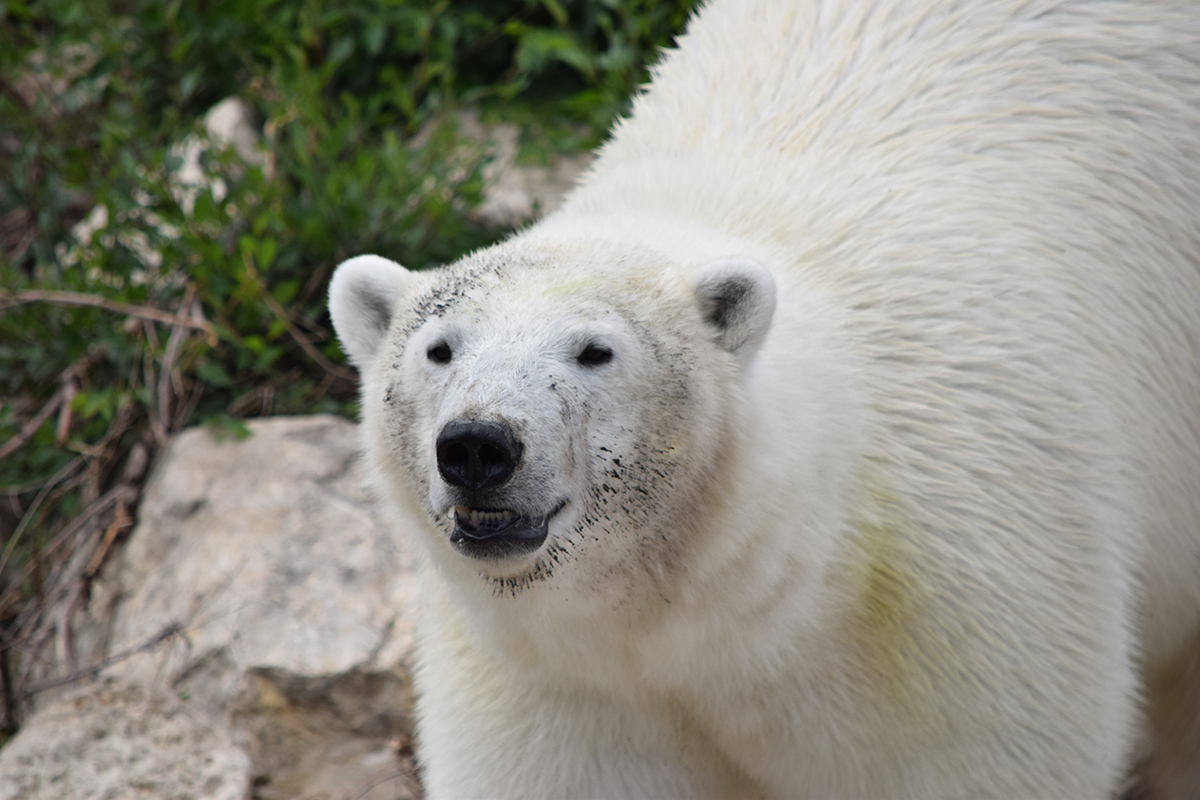 Polar Bears - Willow.JPG (581 KB)